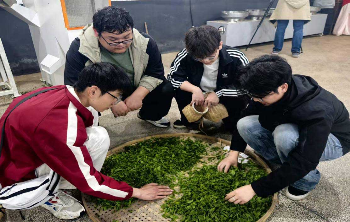 知行共踐 產(chǎn)教融合-黃山職業(yè)技術學院學生走進實驗茶場開展制茶實踐活動